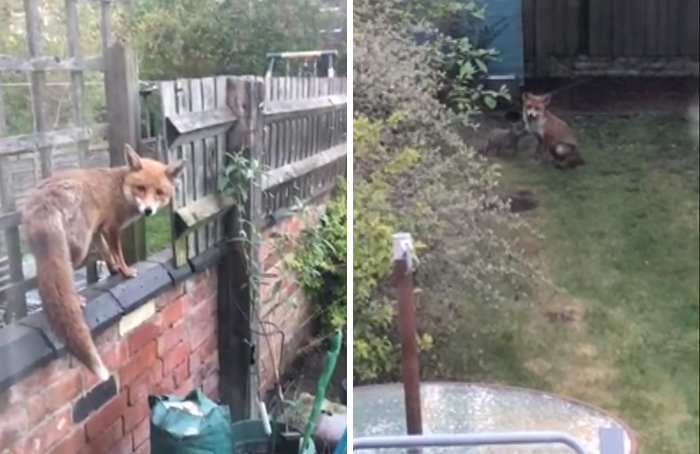 Zorros usando jardines de humanos para criar a sus cachorros