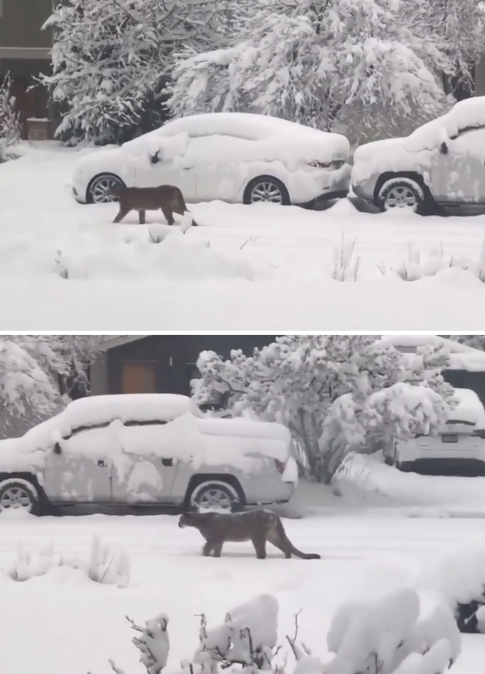 Pumas paseandose por Boulder, Colorado