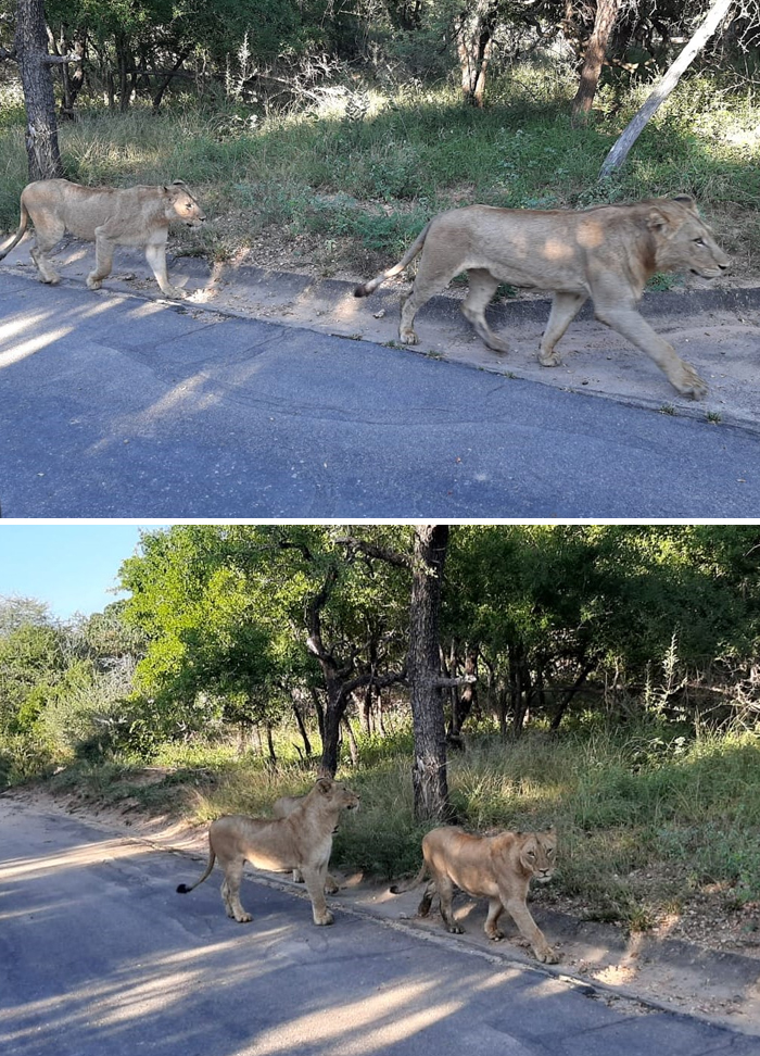 Leones patrullando el pueblo de Skukuza en Sudáfrica