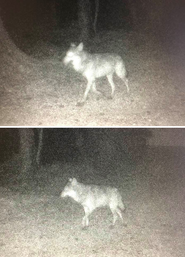 Avistado el primer lobo en Normandía en un siglo. Fueron cazados hasta la extinción.