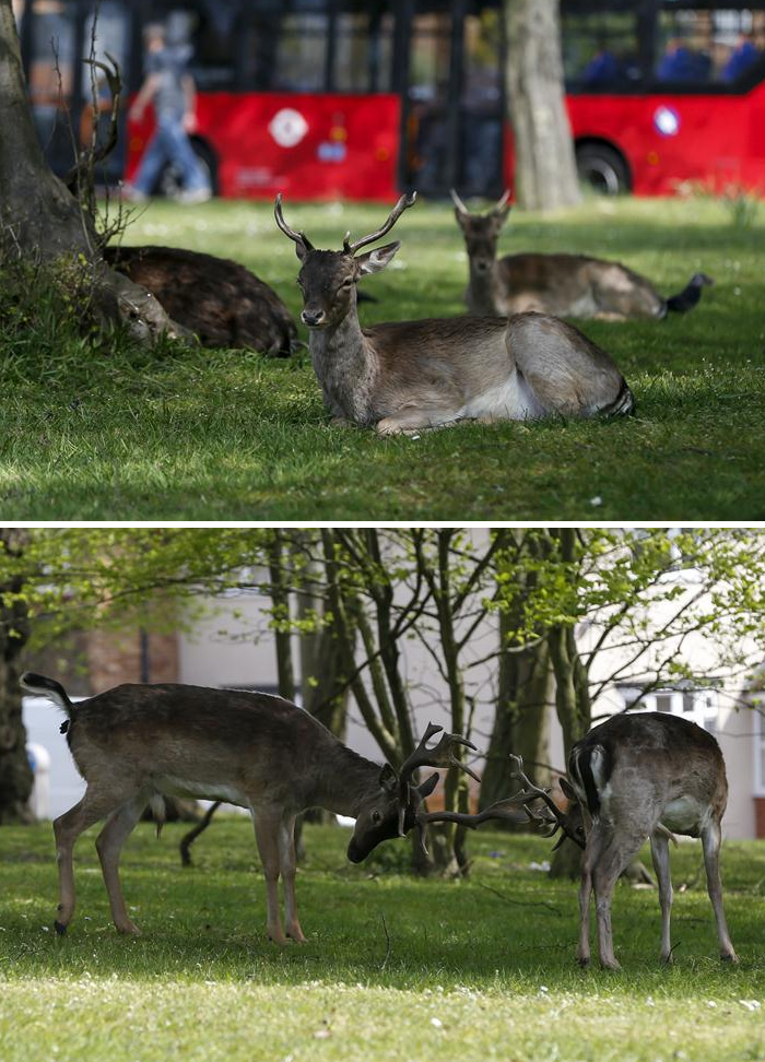 Normalmente se los ve en parques, pero no en las zonas residenciales de Londres