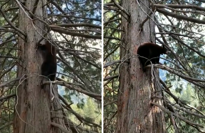 Osos negros en el parque de Yosemite