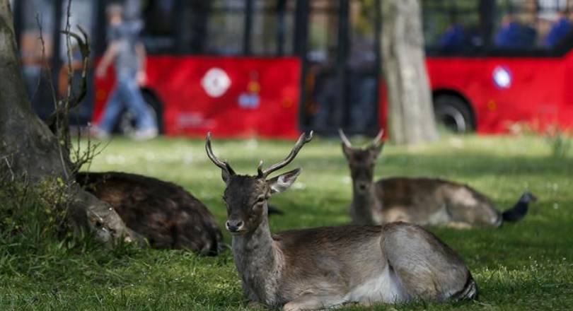 Animales recobrando su territorio durante la cuarentena 