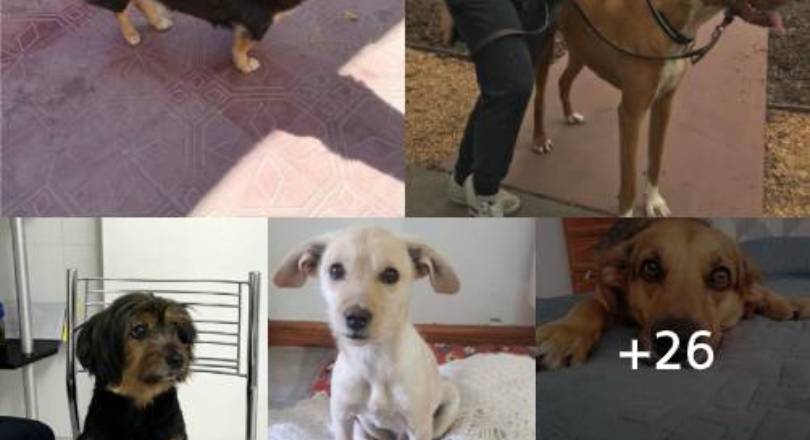 Perros que resultaron ser de una raza distinta de la que sus dueños creían