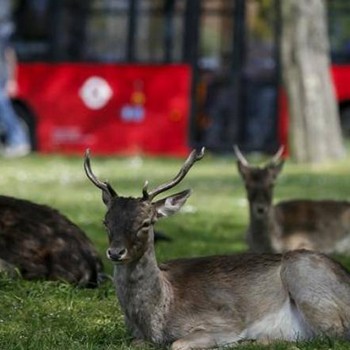 Animales recobrando su territorio durante la cuarentena 