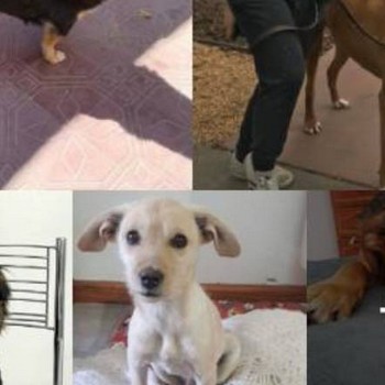 Perros que resultaron ser de una raza distinta de la que sus dueños creían